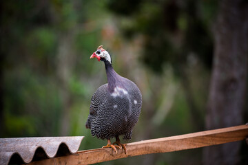 Galinha da Angola em cima de galinheiro entre árvores. 