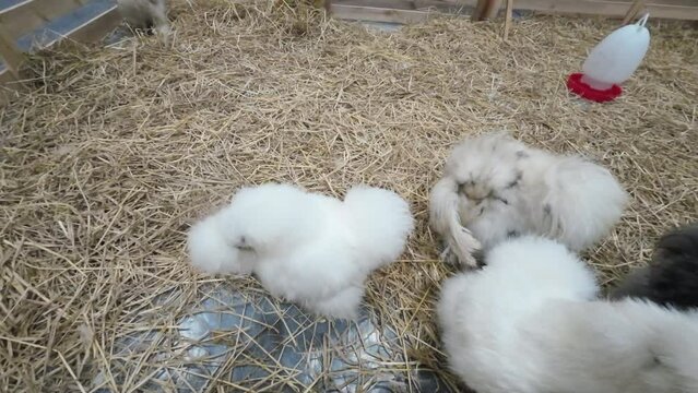 Many chicken Poodle in the coop waiting to be sold.