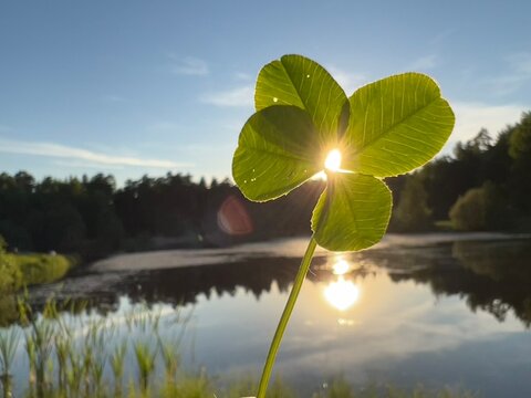 Quadrifoglio con luce magica portafortuna 