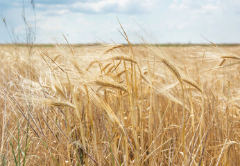 spikelets of wheat close-up against the background of the field and the sky. Harvesting grain crops.