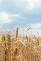 spikelets of wheat close-up against the background of the field and the sky. Harvesting grain crops.