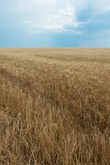 Field of ripe grain and blue sky, Nature - grain harvesting.