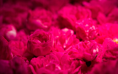 Pink rose close-up shot. Macro shot of miniature rose bouquet