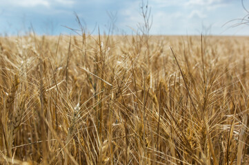 Field of ripe grain and blue sky, Nature - grain harvesting.