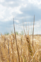 spikelets of wheat close-up against the background of the field and the sky. Harvesting grain crops.
