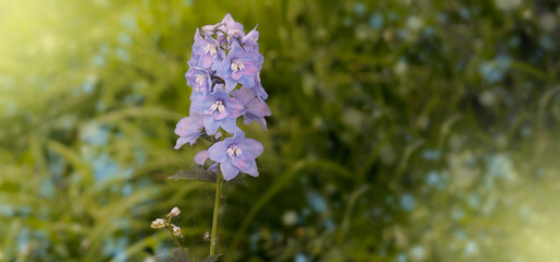 light purple flower on a green background