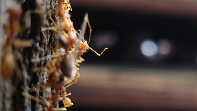macro close up of red weaver ants