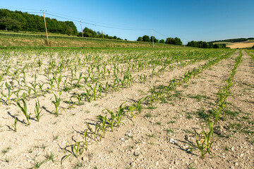 Champ de maïs touché par la sécheresse, retard de croissance. Sol argilo-calcaire