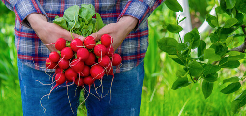The farmer's hands hold a fresh radish, close-up. Organic fresh harvested vegetables.