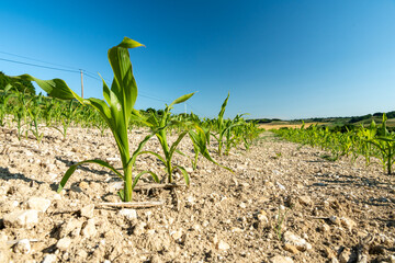Champ de maïs touché par la sécheresse, retard de croissance. Sol argilo-calcaire