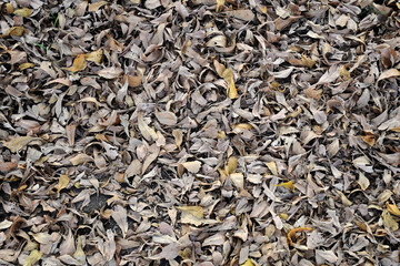 Dry leaves on the ground in autumn dry season for background