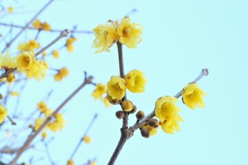 Fototapeta na wymiar Winter sweet , Japanese allspice in full blooming
