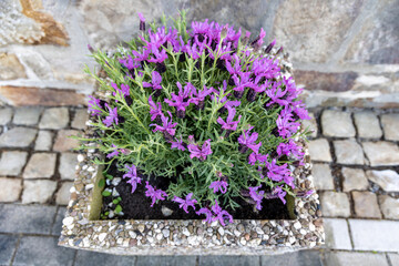A lavender bush blooms in a street flowerpot