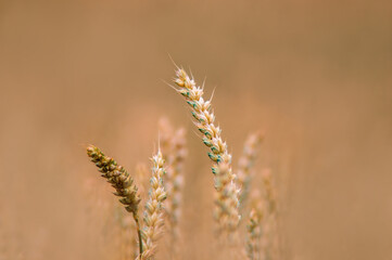 Fototapeta premium several ripe grain ear in a field