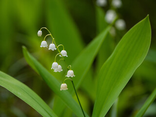 Blooming lilies of the valley in the forest in Karelia in summer