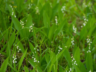 Blooming lilies of the valley in the forest in Karelia in summer