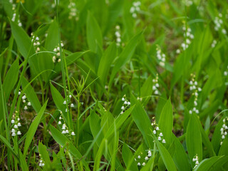 Blooming lilies of the valley in the forest in Karelia in summer