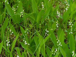 Blooming lilies of the valley in the forest in Karelia in summer