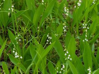Blooming lilies of the valley in the forest in Karelia in summer