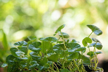 Gotu kola green leaves on nature background.