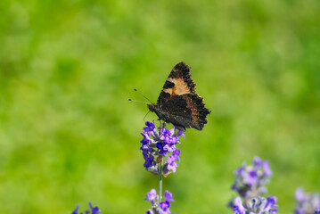 Small tortoiseshell butterfly (Aglais urticae) with closed wings perched on lavender plant in Zurich, Switzerland
