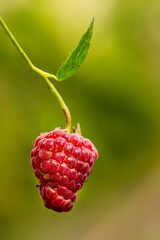 one branch with ripe raspberries