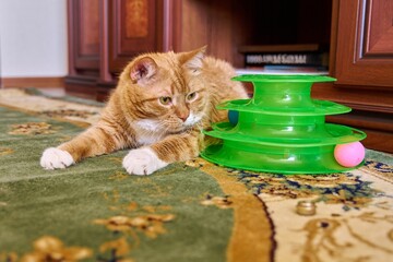 Close up funny big ginger cat pet lying on carpet at home