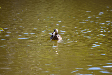 A series of photographs of birds in the wild, wild duck