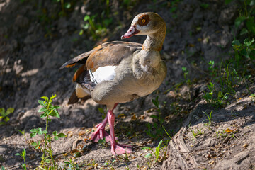 A series of photographs of birds in the wild, Egyptian goose