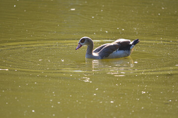 A series of photographs of birds in the wild, Egyptian goose
