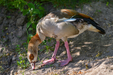 A series of photographs of birds in the wild, Egyptian goose