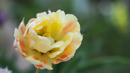 Tulip in the garden