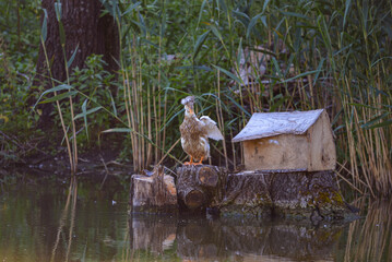 A series of photographs of birds in the wild, Chinese crested duck sits on a tree near the house