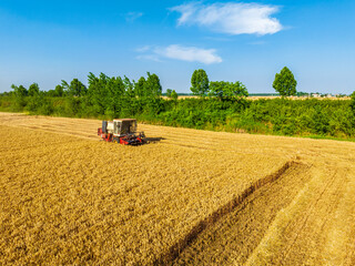 Harvesters work on the farm. Combine harvester agricultural machine is harvesting golden ripe wheat...