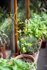 Fototapeta na wymiar Chili plants in a pot on a balcony