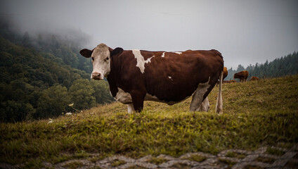 Mucca al pascolo in montagna in una giornata nebbiosa, Foresta Nera, Germania