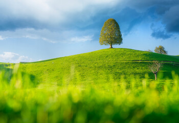 Tree on top of the hill. Landscape before sunset. Fields and pastures. Natural landscape in summer time. High resolution photo.