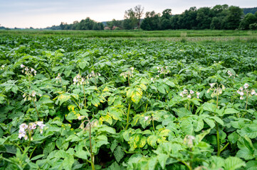 Virus infected potato plants with flowers in a potato field