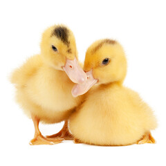 Fototapeta premium Two mulard ducks on a white background, a small bird.