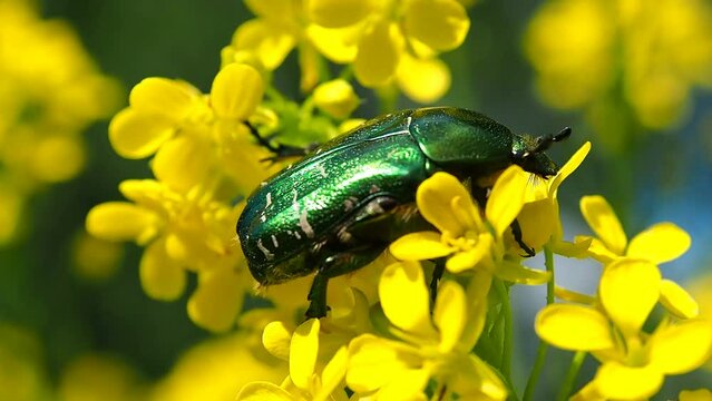 A golden bronze beetle eats a flower. Beautiful insect May green beetle in the natural environment - macro photography.