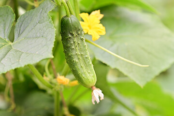Young cucumbers in the garden on vertical bushes close-up. Gardening on the farm. Fresh harvest of delicious cucumbers outdoors. Healthy food, vegetarian.