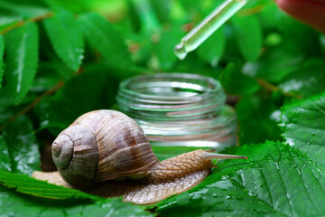 A large snail near a glass jar of face serum with snail mucin on a background of green leaves. The use of snail mucus in cosmetology. Skin care and beauty concept