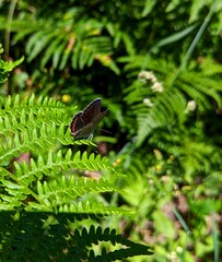 butterfly on a tree