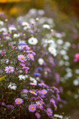 Beautiful blue, pink flowers of the on a green background on a sunny summer autumn day. macro photography of flowers, copy space, soft concept, traditional seasonal plans