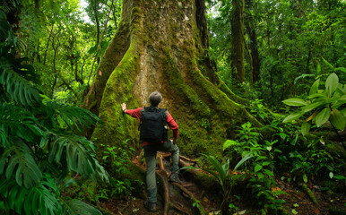 Hiker in front of a gigantic tropical tree
