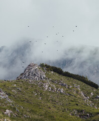 V&ouml;gel &uuml;ber dem Berg