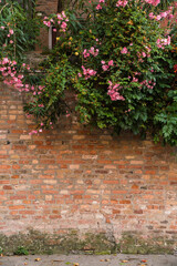 Fototapeta na wymiar background - brick wall with flowers