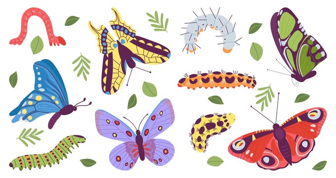 Caterpillar and butterfly. Pupa caterpillars and beautiful butterflies. Baby insects wildlife, isolated spring summer garden flying characters, decent vector kit