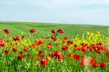 Fototapeta na wymiar field of red poppy flowers and yellow rapeseed on sunny day Sping came concept Hello March, April, May