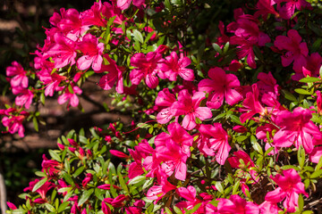 鮮やかなピンク色の花を咲かせるサツキ